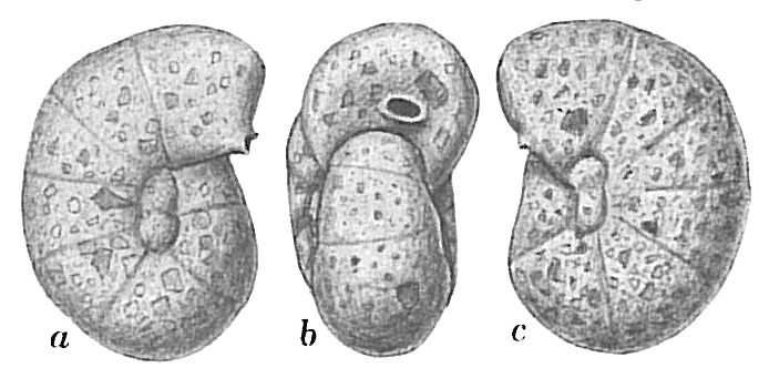 Recurvoides laevigatum