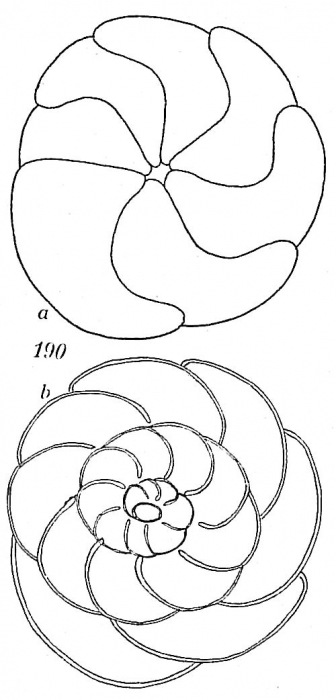 Trochammina ochracea