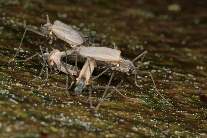 Telmatogeton japonicus Telmatogeton japonicus
