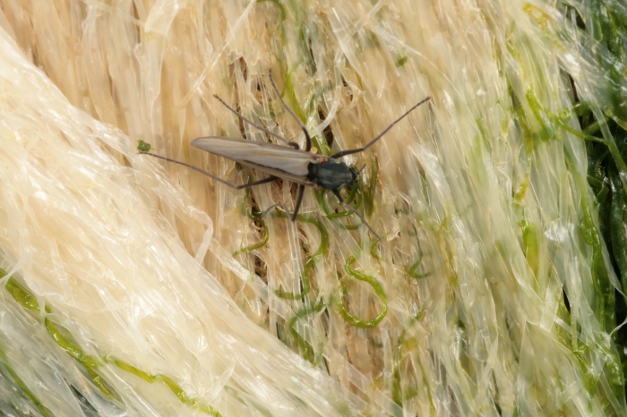 Telmatogeton japonicus Telmatogeton japonicus