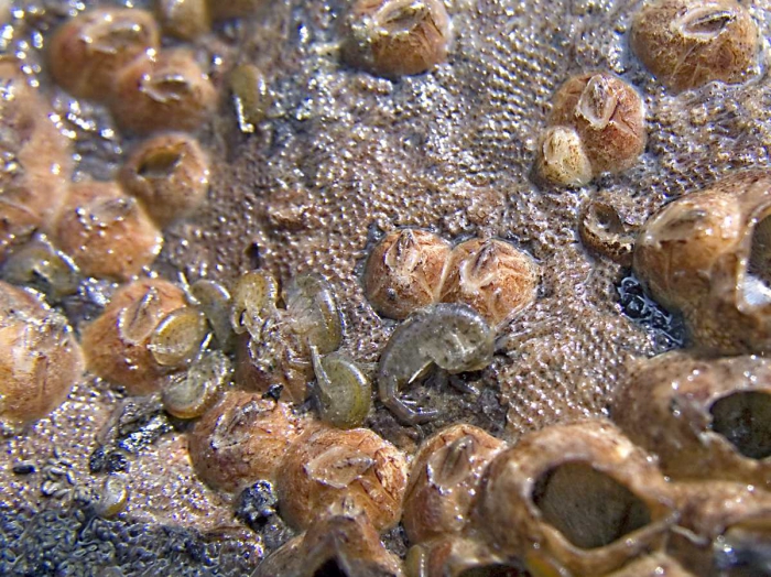 Melita nitida