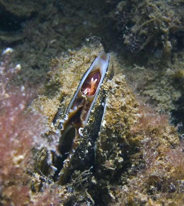 Mytilicola intestinalis