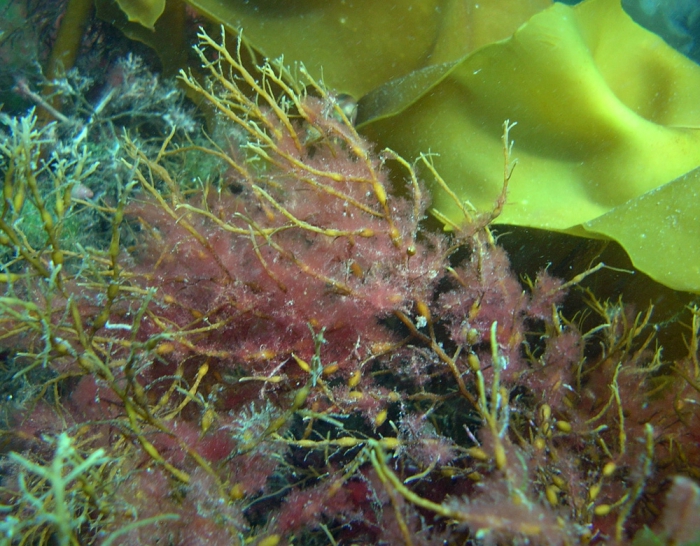 Antithamnionella ternifolia Antithamnionella ternifolia
