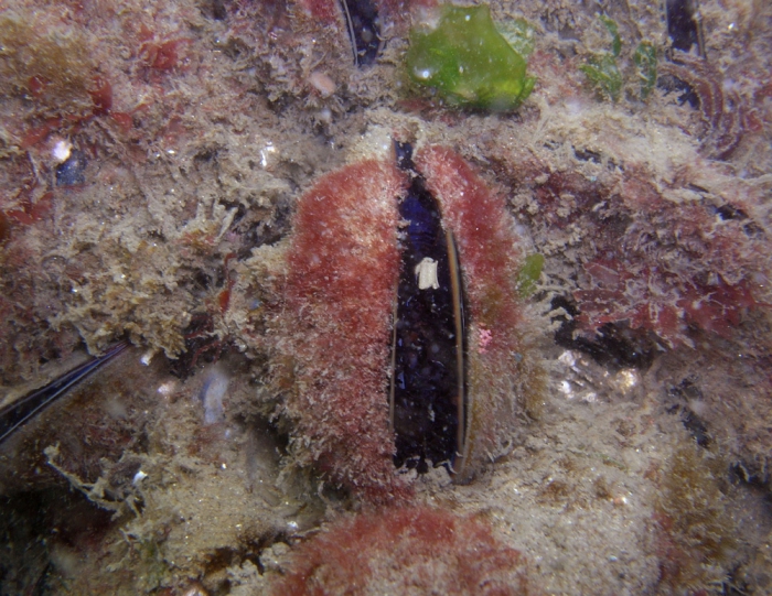Antithamnionella ternifolia Antithamnionella ternifolia
