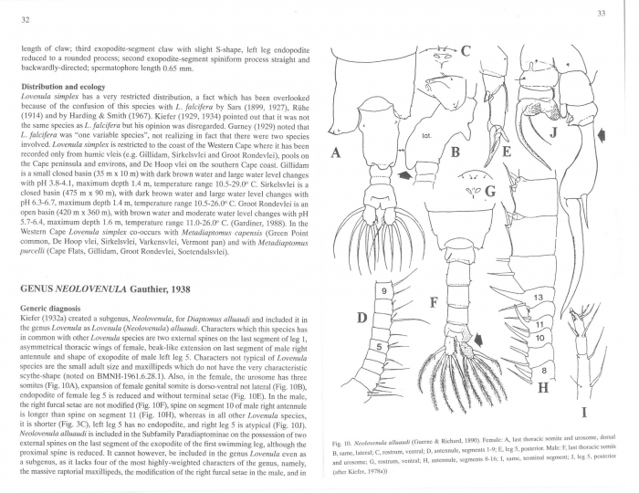 Neolovenula Rayner 1999