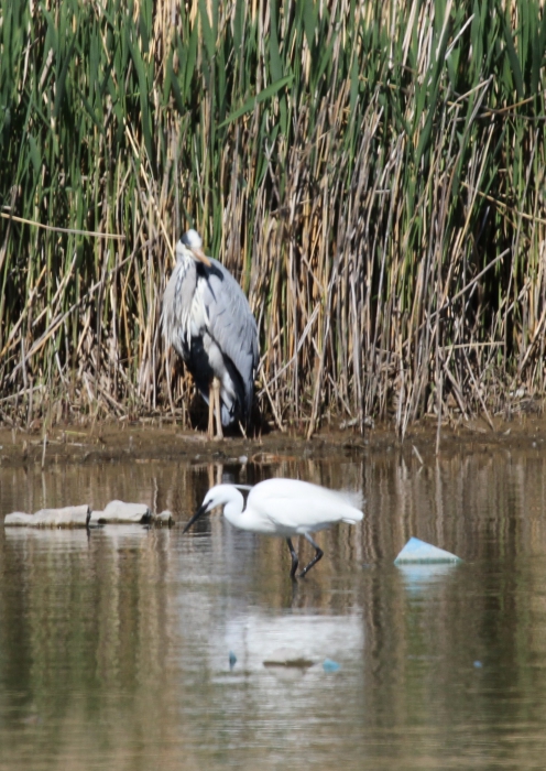 Little egret (Egretta garzetta) Little egret (Egretta garzetta)