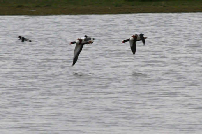 Shelduck (Tadorna tadorna) Shelduck (Tadorna tadorna)