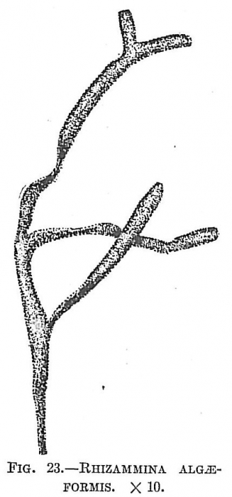 Rhizammina algaeformis
