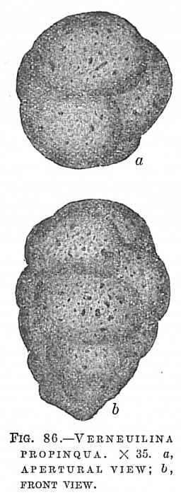 Verneuilina propinqua