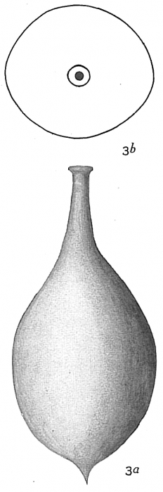 Lagena clavata