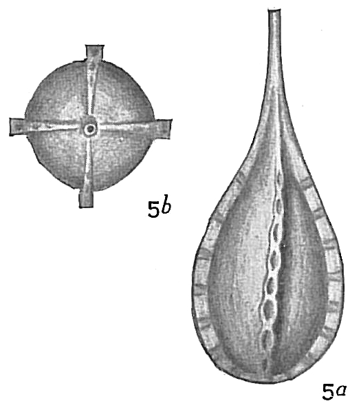 Lagena desmophora
