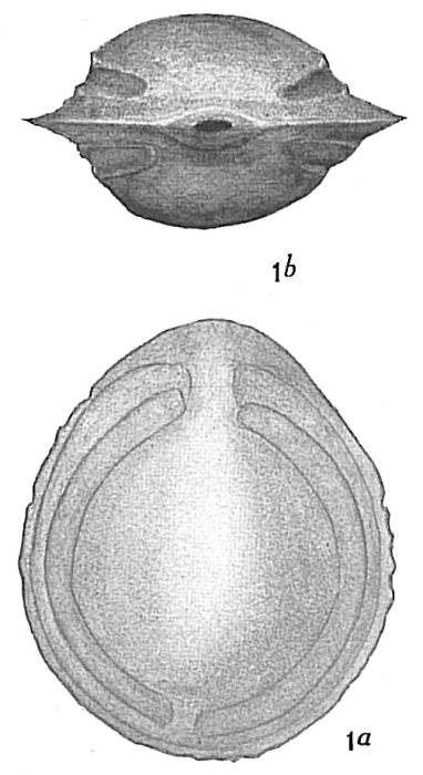 Lagena fasciata carinata