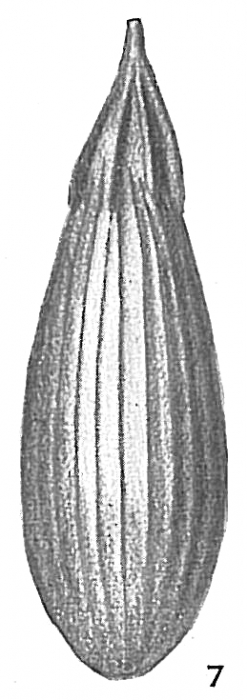 Lagena gracilis