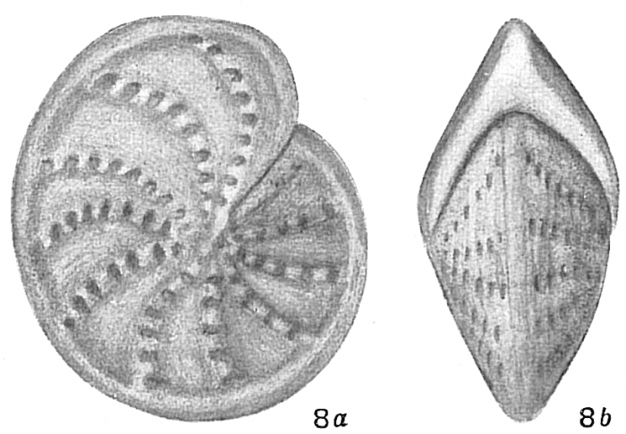 Polystomella subnodosa