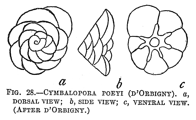 Cymbalopora poeyi Cymbalopora poeyi