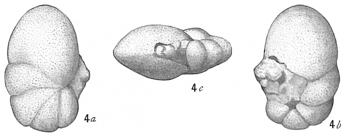 Pulvinulina hauerii
