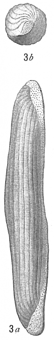 Alveolina boscii Alveolina boscii