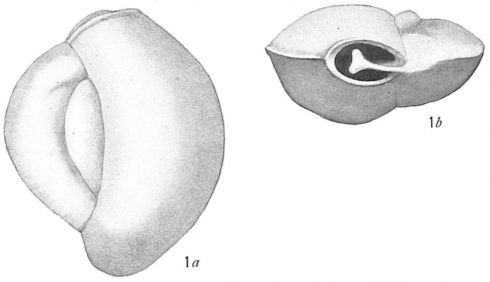 Biloculina
