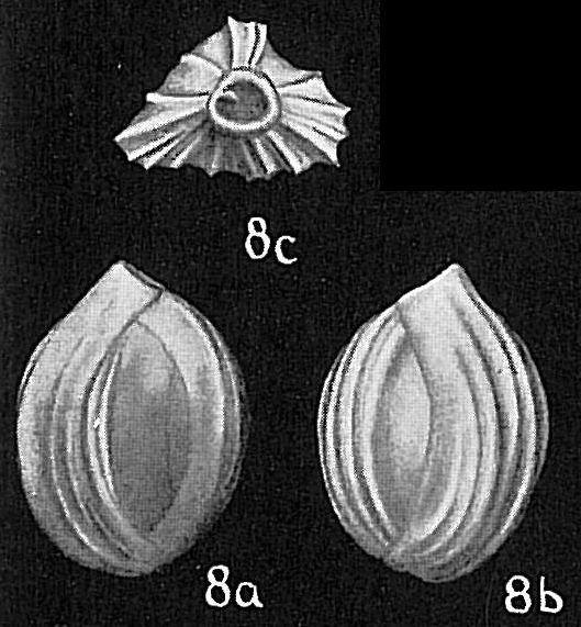 Quinqueloculina crassa subcuneata