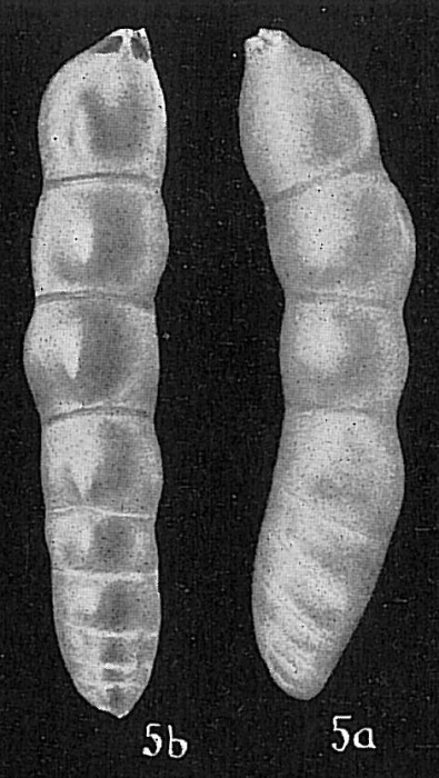 Dentalina sp.