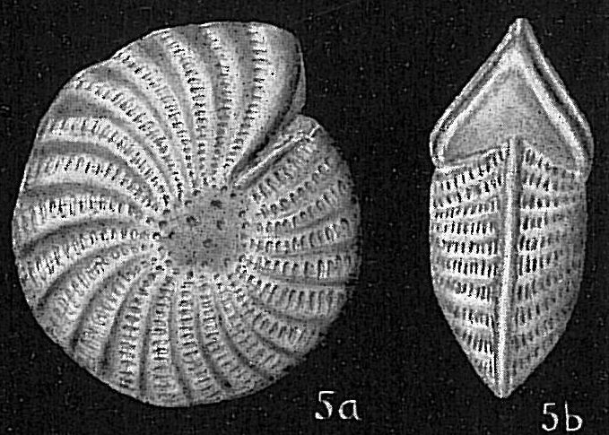 Elphidium craticulatum