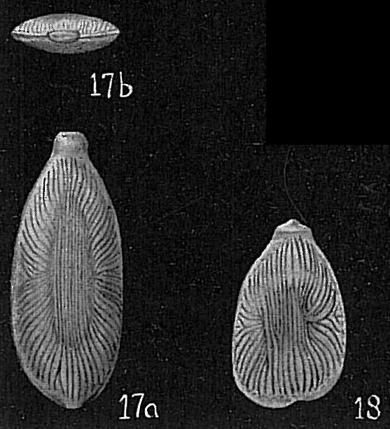 Lagena radiato-marginata