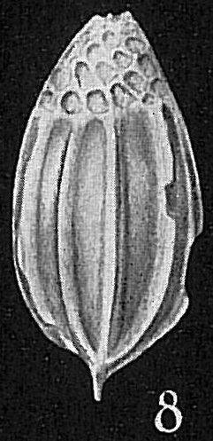 Lagena williamsoni