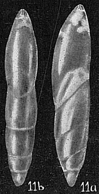 Marginulina subcrassa Marginulina subcrassa