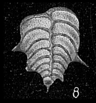 Bolivinella folium var. ornata