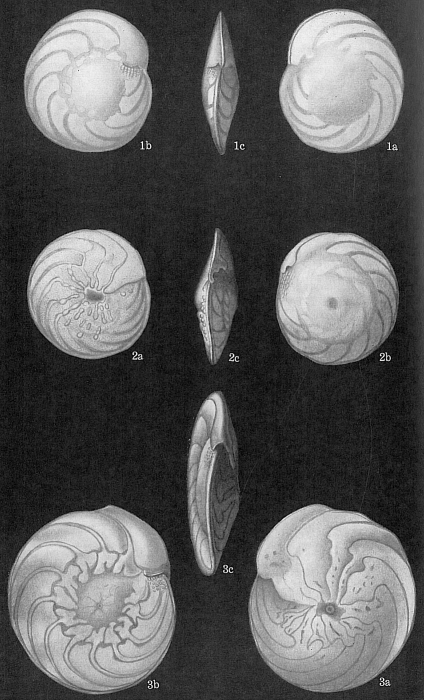Amphistegina radiata Amphistegina radiata