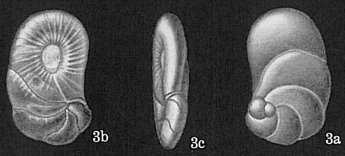 Heronallenia lingulata