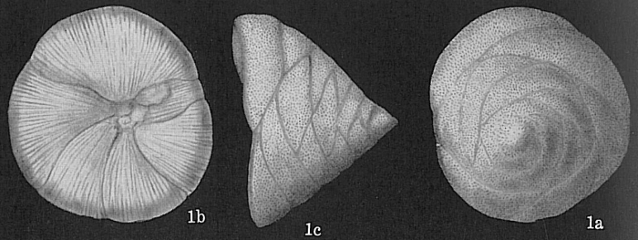 Neoconorbina patelliformis Neoconorbina patelliformis