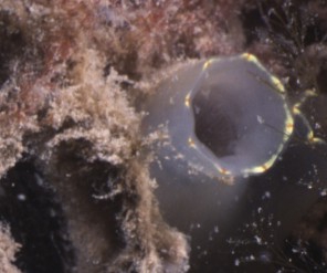 Picture of Ciona intestinalis (Linnaeus)