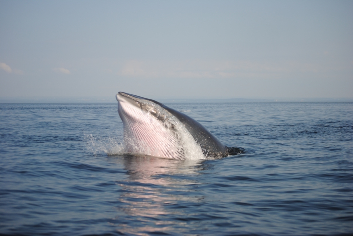 Minke whale Minke whale