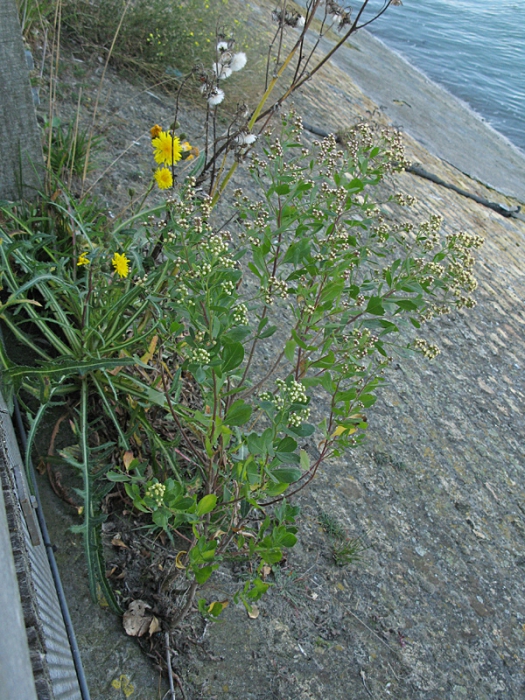 Baccharis halimifolia - IJzermonding Baccharis halimifolia - IJzermonding