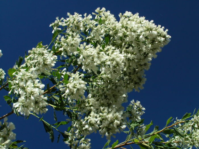 Baccharis halimifolia Baccharis halimifolia
