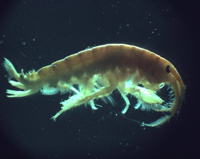 Dikerogammarus villosus