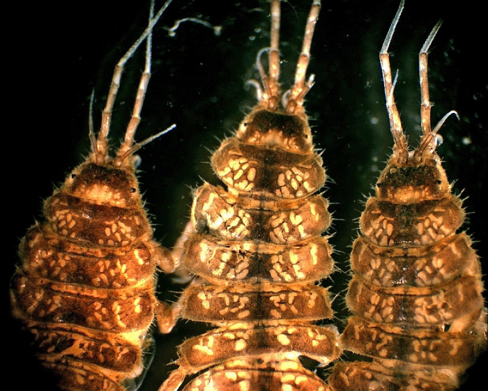 Proasellus coxalis Proasellus coxalis