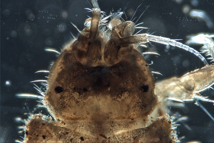 Proasellus coxalis Proasellus coxalis