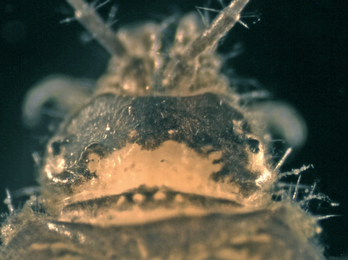 Proasellus coxalis Proasellus coxalis