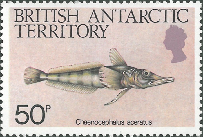 Chaenocephalus aceratus