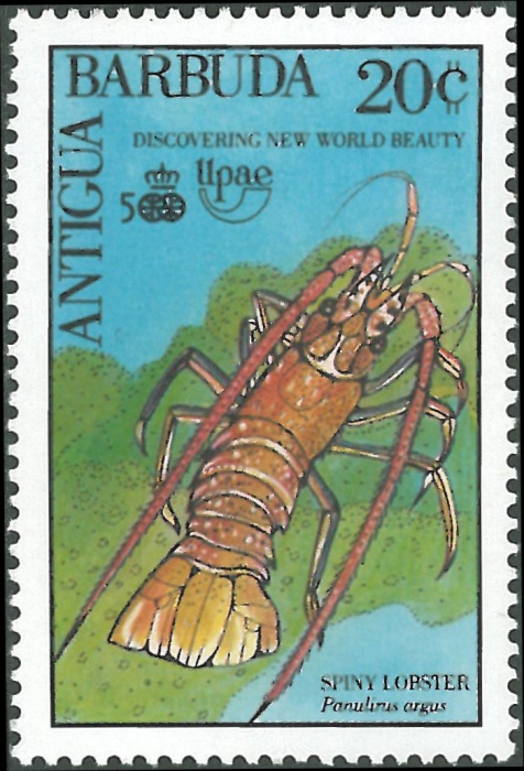 Panulirus argus