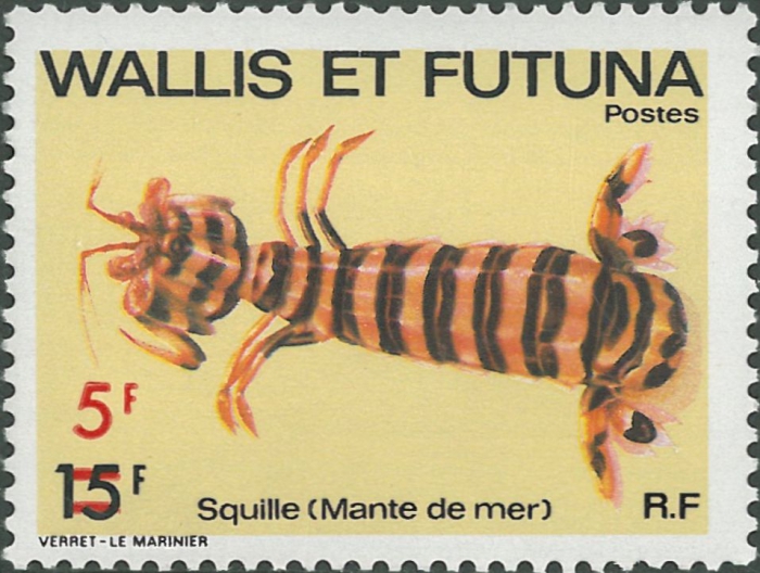 Stomatopoda sp.
