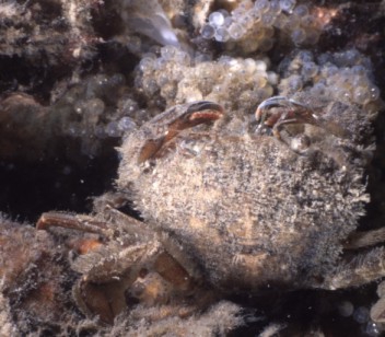 Picture of Liocarcinus arcuatus (Leach, 1814)