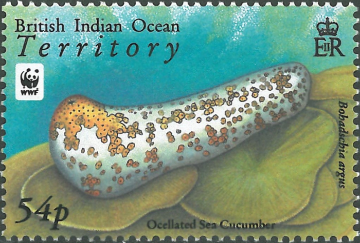 Bohadschia argus
