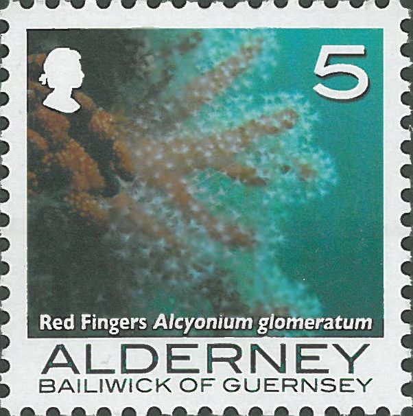 Alcyonium glomeratum Alcyonium glomeratum