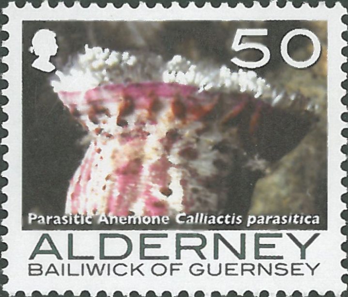 Calliactis parasitica