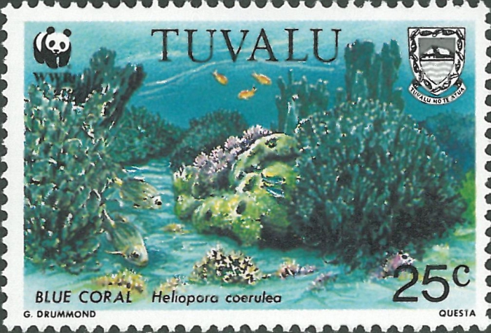 Heliopora coerulea