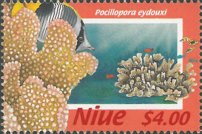 Pocillopora eydouxi