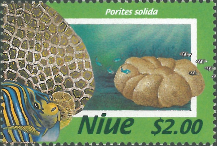 Porites solida